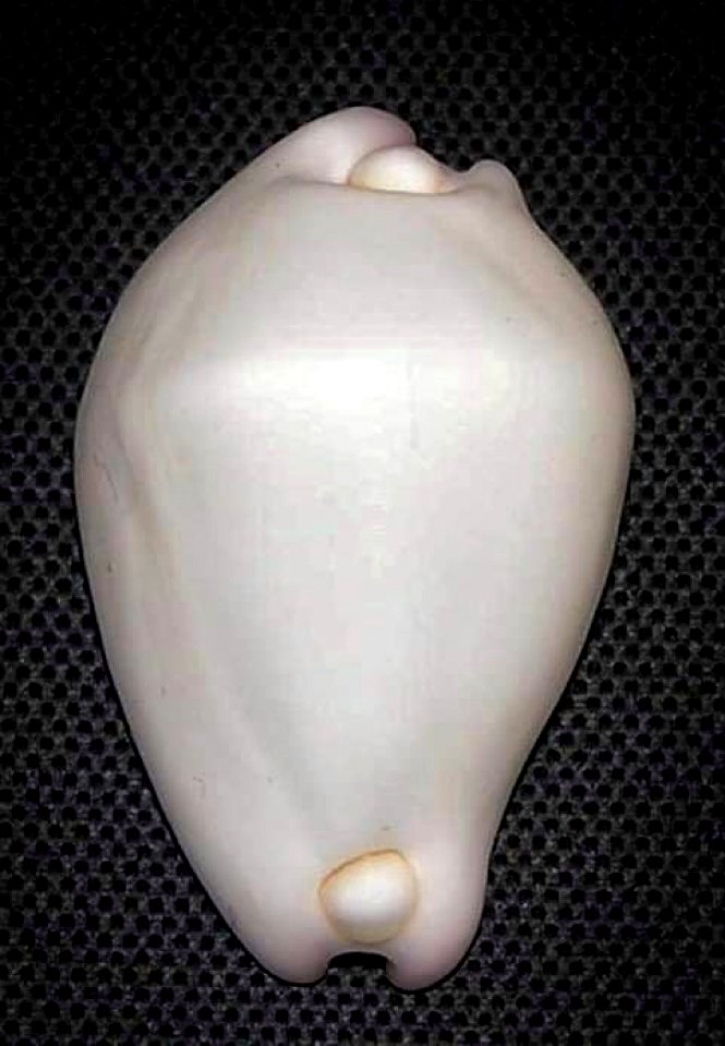 Calpurnus verrucosus (Linnaeus, 1758) - BioLib.cz