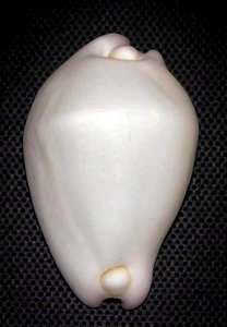 Calpurnus verrucosus (Linnaeus, 1758) - BioLib.cz
