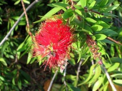 Callistemon viminalis (Weeping bottlebrush), Cugnoli, Italy
