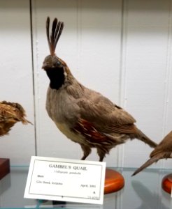 Callipepla gambelii - Pember Library and Museum - Granville, New York - 20180224 142855