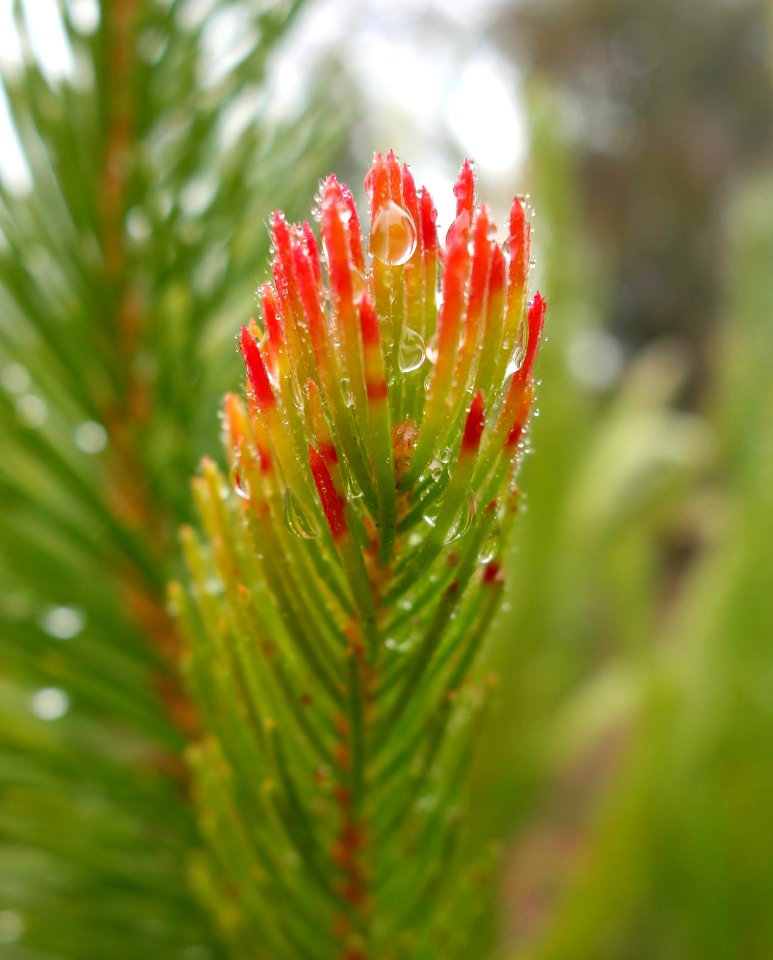 Calothamnus quadrifidus - UC Santa Cruz Arboretum - DSC07442