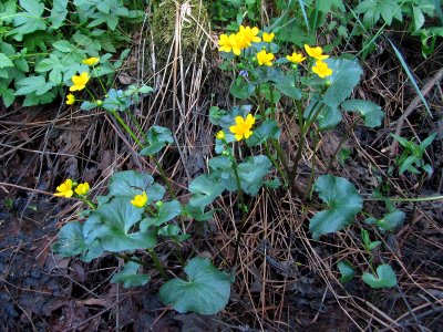 Caltha palustris Oulu, Finland 01.06.2013