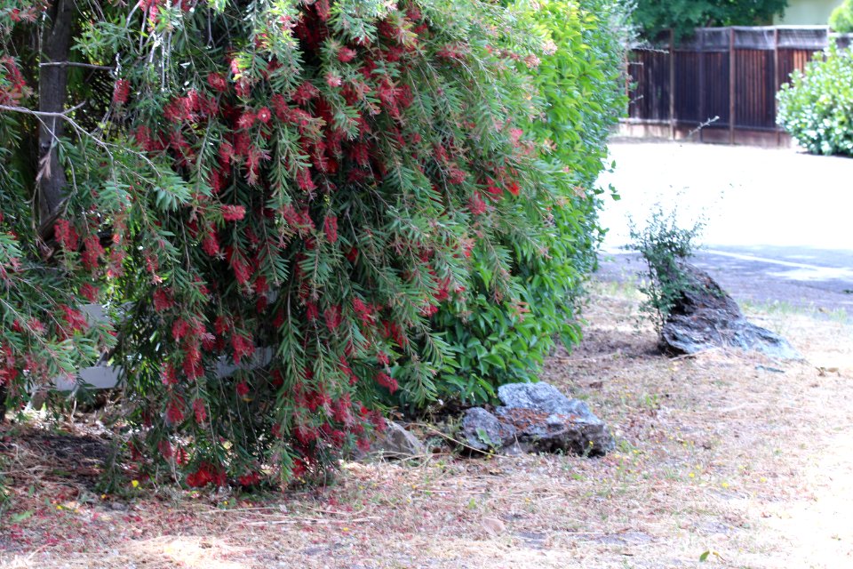 Callistemon cultivar IMG 0012-w-