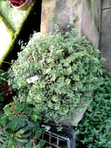 Callisia repens - Lyman Plant House, Smith College - DSC04214