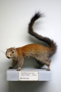 Callosciurus caniceps - Museo Civico di Storia Naturale Giacomo Doria - Genoa, Italy - DSC02799
