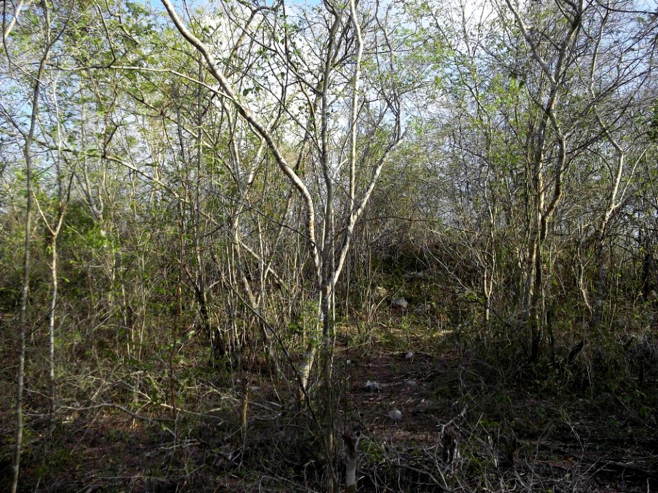 Calotmul (Yaxkukul), Yucatán (29)