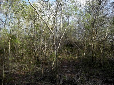 Calotmul (Yaxkukul), Yucatán (29)