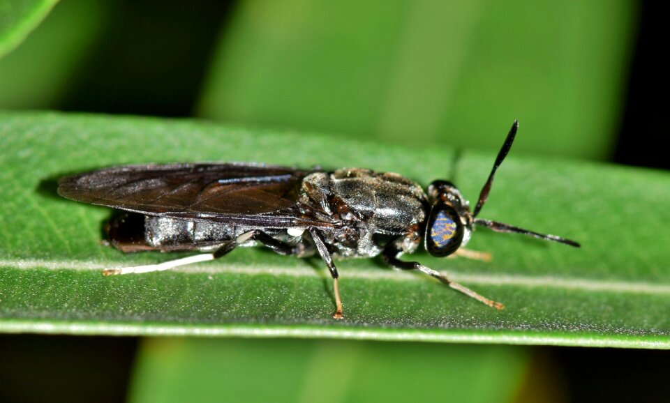 Black insect creature animal