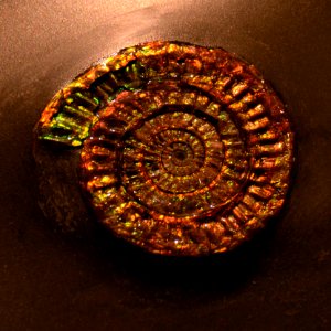 Caloceras Musée des Confluences 18 10 2015 3