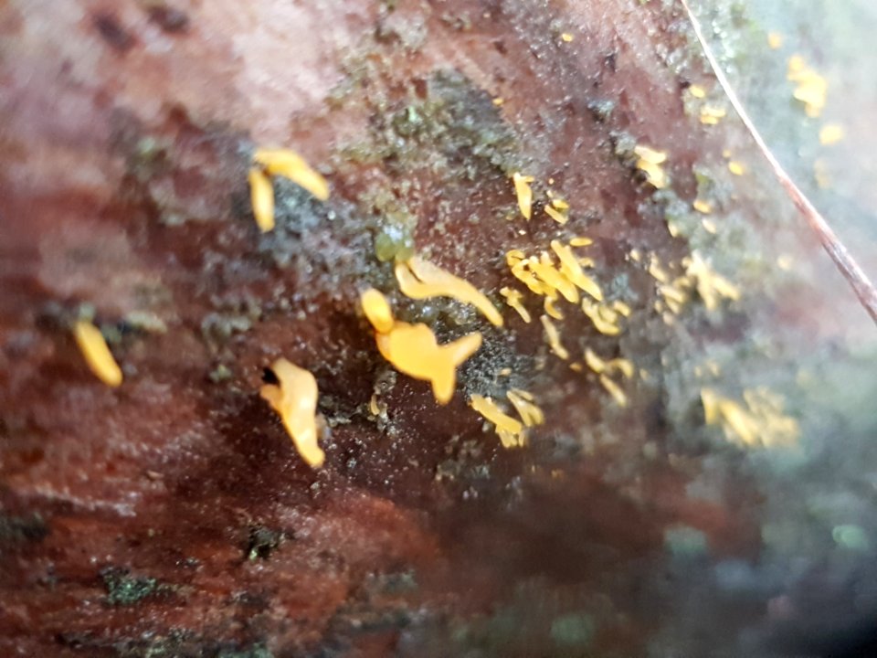 Calocera cornea 55973296
