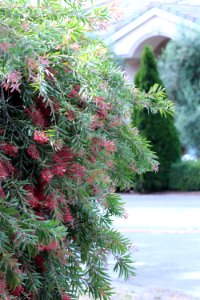 Callistemon cultivar IMG 0030-w-