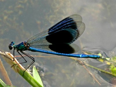 Calopteryx splendens (Banded Demoiselle), Arnhem, the Netherlands photo