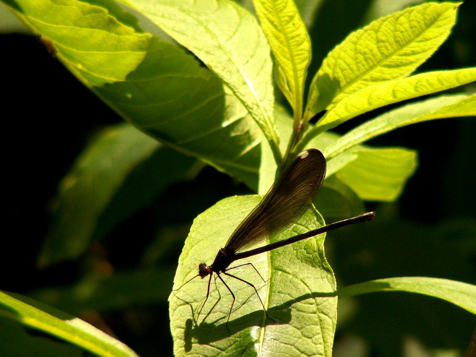 Calopteryx maculata, Salamander Trail, 2015-06-10, 01
