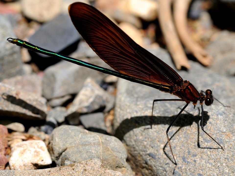 Calopteryx cornelia(Male,Japan,2018.05.27)