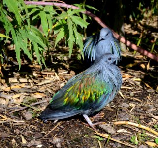 Caloenas nicobarica Parc des Oiseaux 21 10 2015 3