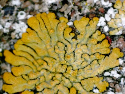 Calogaya decipiens 99375052
