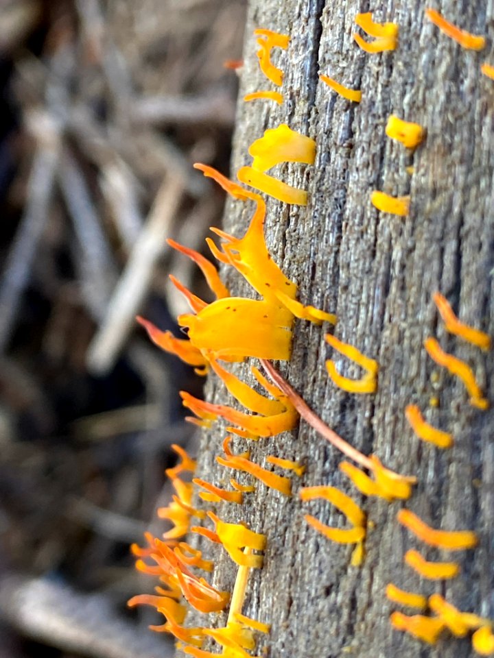Calocera cornea 104340853