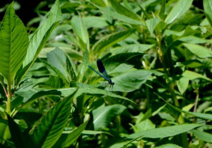 Calopteryx splendens male 1