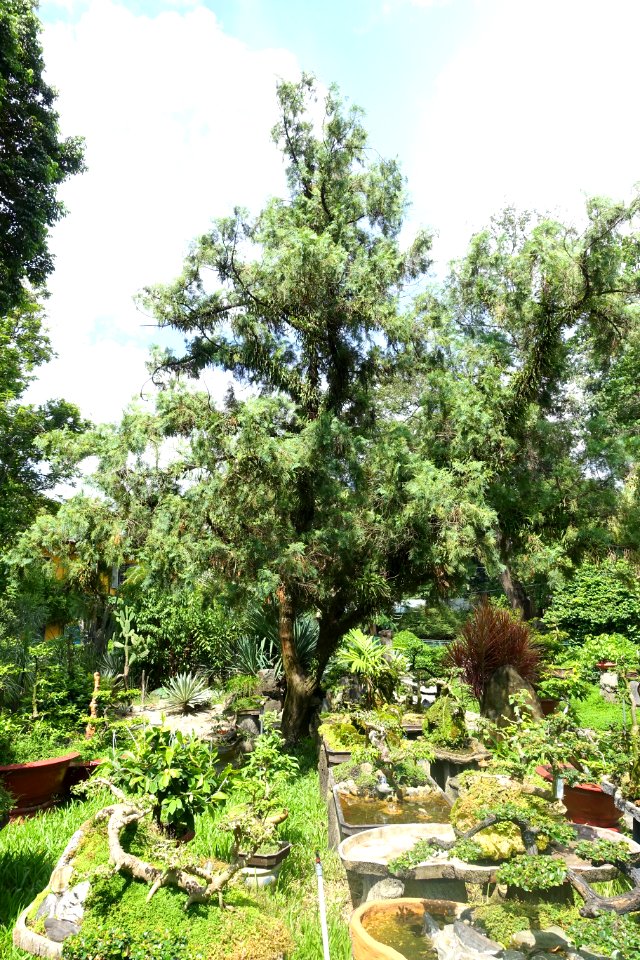 Calocedrus macrolepis - Saigon Zoo and Botanical Gardens - Ho Chi Minh City, Vietnam - DSC01243