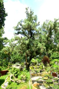 Calocedrus macrolepis - Saigon Zoo and Botanical Gardens - Ho Chi Minh City, Vietnam - DSC01243