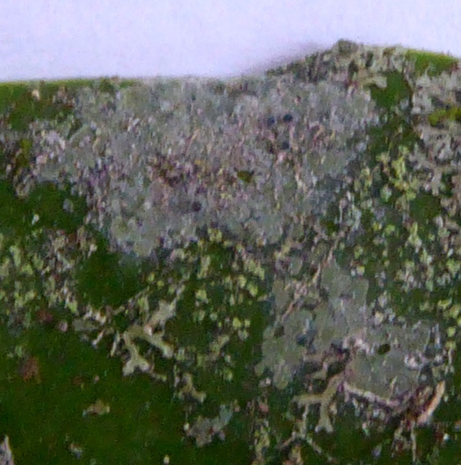 Calopadia subcoerulescens 6113749