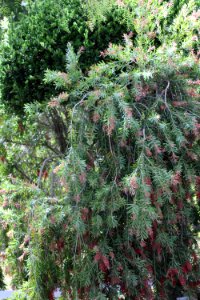 Callistemon cultivar IMG 0022-w-