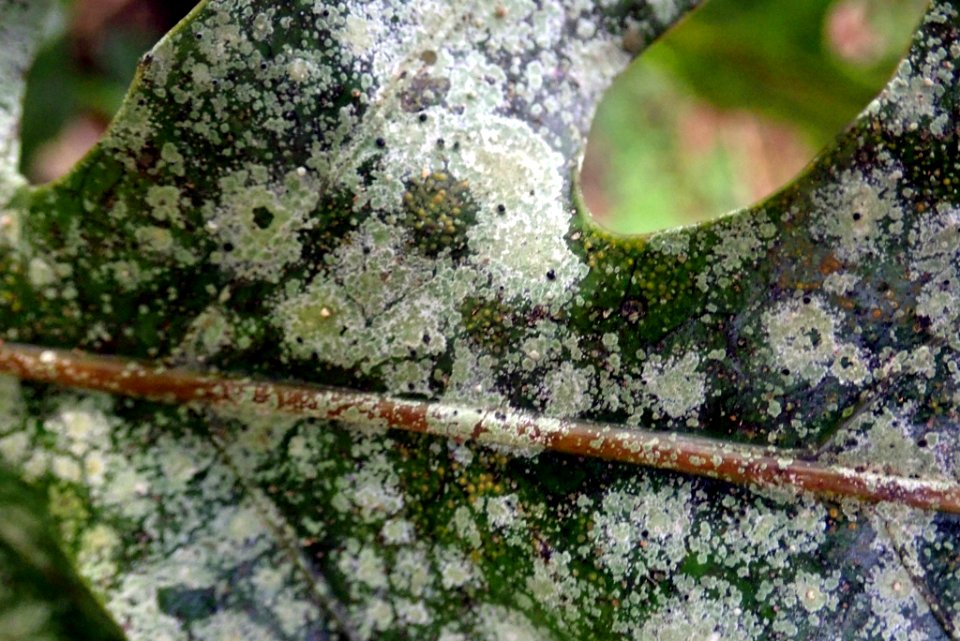 Calopadia subcoerulescens 33396087
