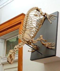 Callorhinus ursinus skeleton - Redpath Museum - McGill University - Montreal, Canada - DSC07806