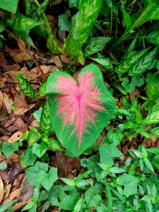 Caladium bicolor - Heart of Jesus