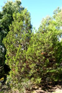 Callitris preissii - Jardín Botánico de Barcelona - Barcelona, Spain - DSC08969