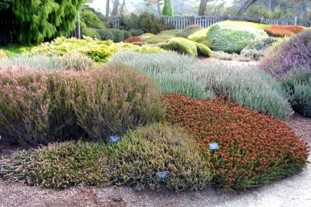 Calluna and Erica - Mendocino Coast Botanical Gardens - DSC02254
