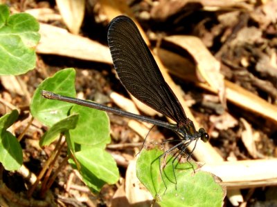 Calopteryx atrata(Female,Japan,2017.09.19)