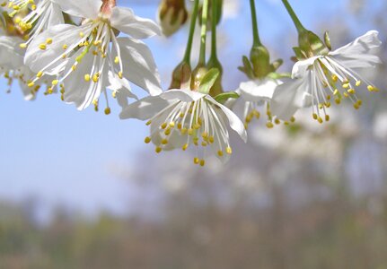 White flowering spring photo