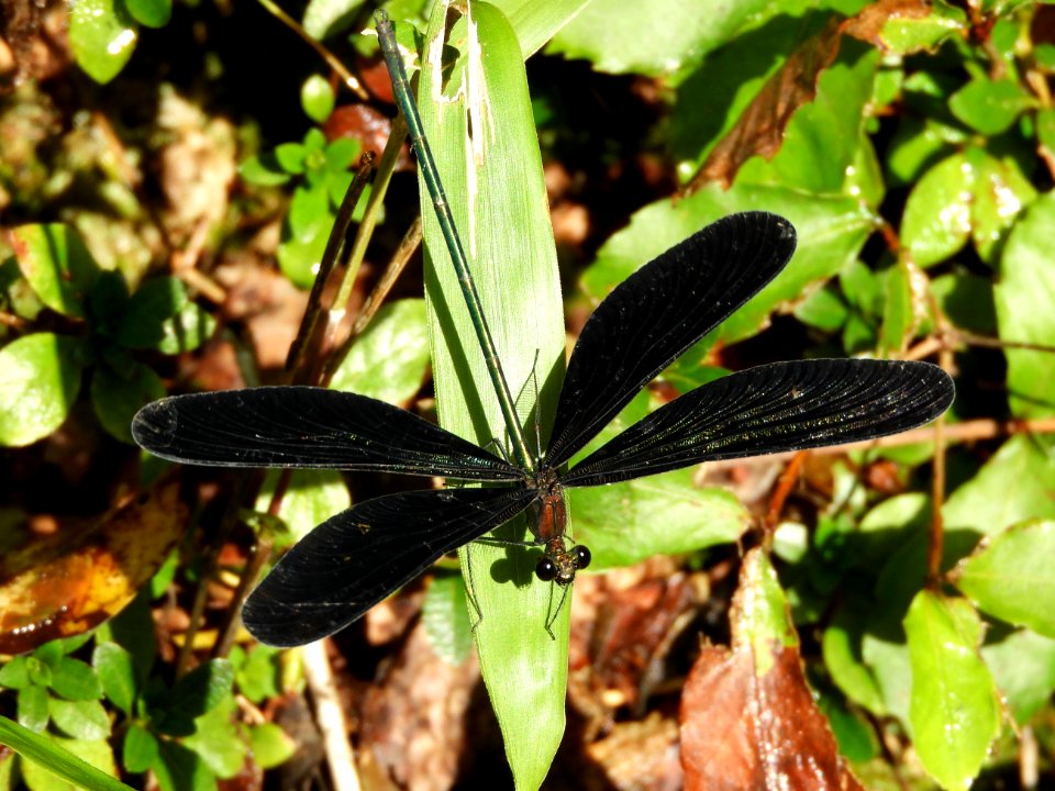 Calopteryx atrata(Male,Japan,2017.09.19,b)