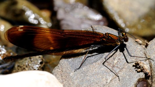 Calopteryx cornelia(Female,Japan,2018.05.27)