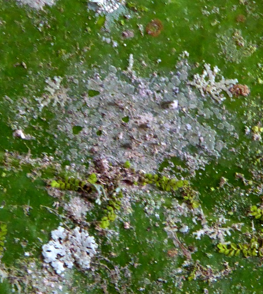 Calopadia subcoerulescens 6113750