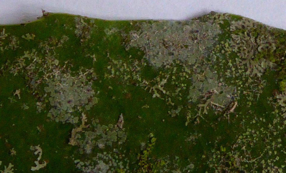 Calopadia subcoerulescens 6113748
