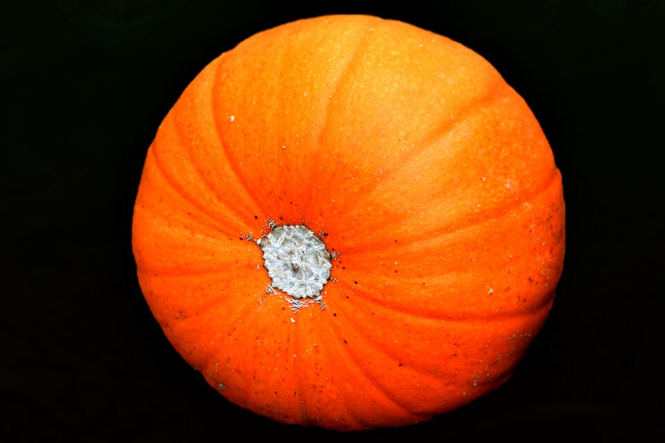 Food eat orange