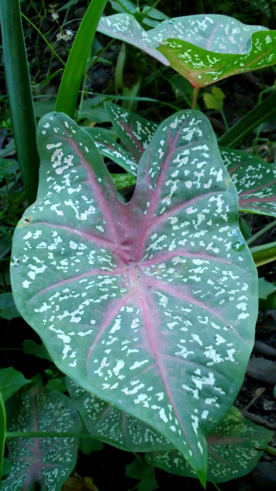 Caladium hortulanum