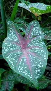 Caladium hortulanum
