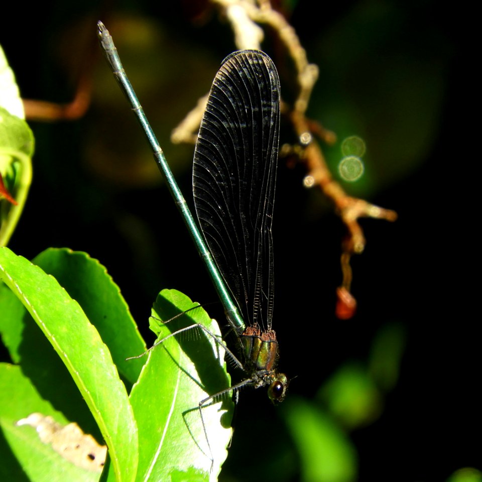 Calopteryx atrata(Male,Japan,2017.09.19)