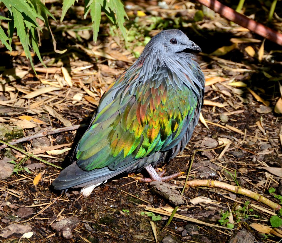 Caloenas nicobarica Parc des Oiseaux 21 10 2015 2