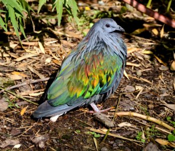 Caloenas nicobarica Parc des Oiseaux 21 10 2015 2