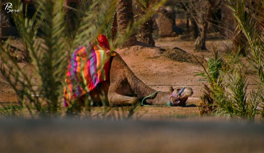 Camel Africa Morocco (233523453) photo