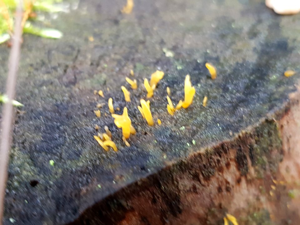 Calocera cornea 55973370