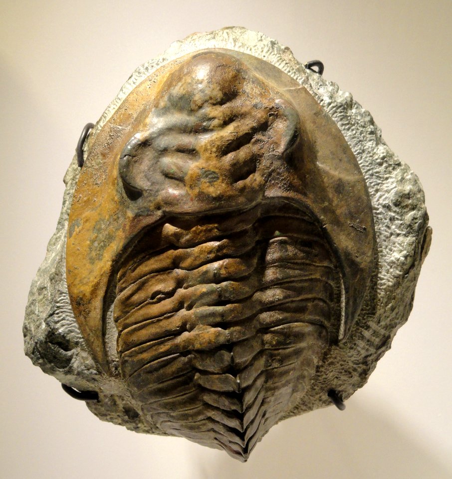 Cambropallas telesto, Middle Cambrian, Jbel Wawrmast Formation, Jbel Ougnate, Morocco - Houston Museum of Natural Science - DSC01421
