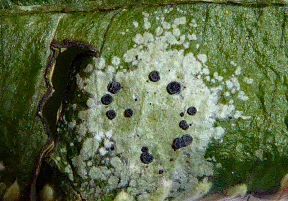Calopadia subcoerulescens 12814042