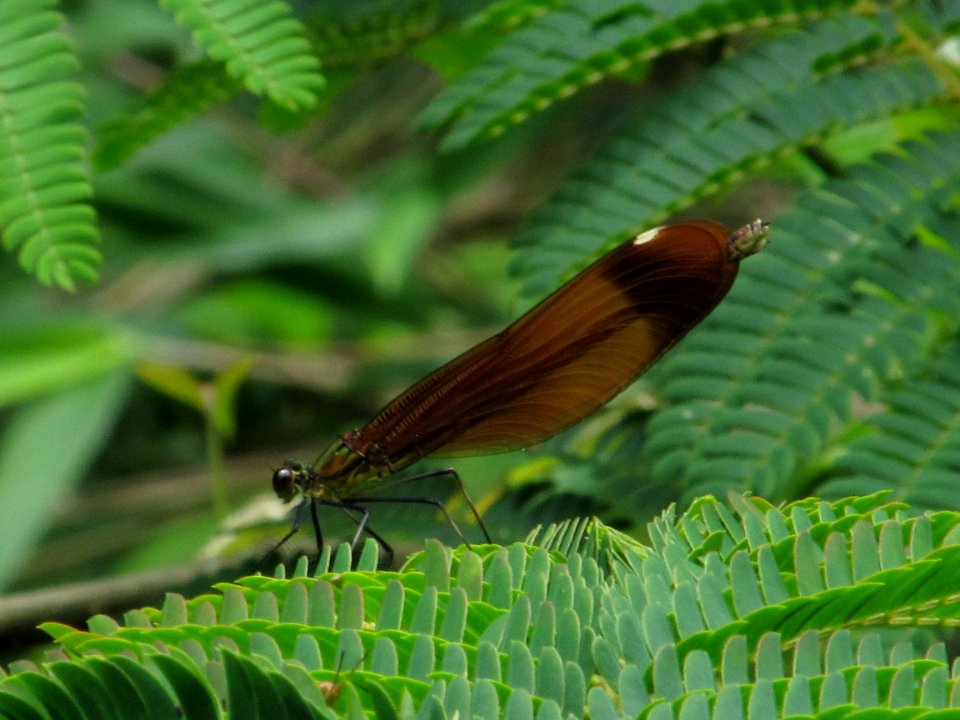 Calopteryx cornelia,2017-06-26