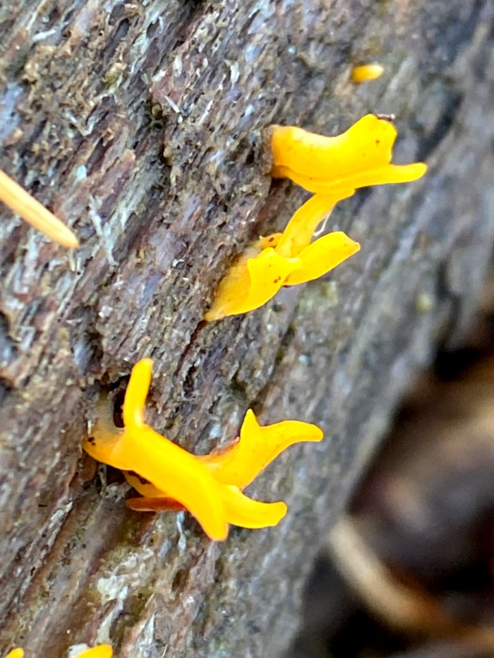 Calocera cornea 104340860