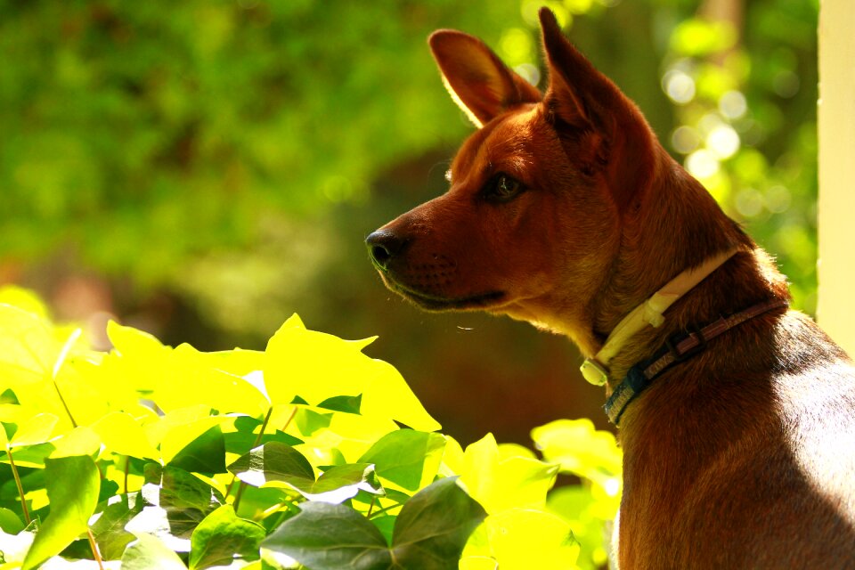 Dog portrait male puppy